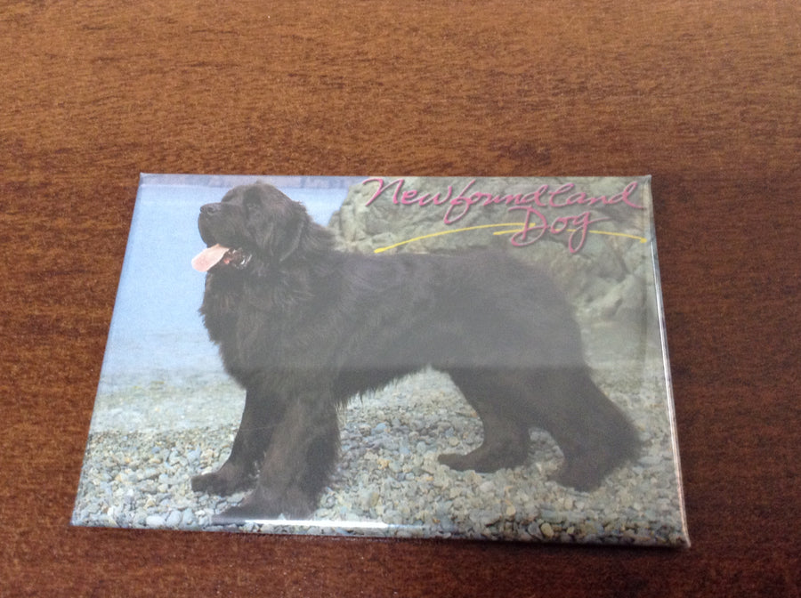 Magnet - Newfoundland Dog