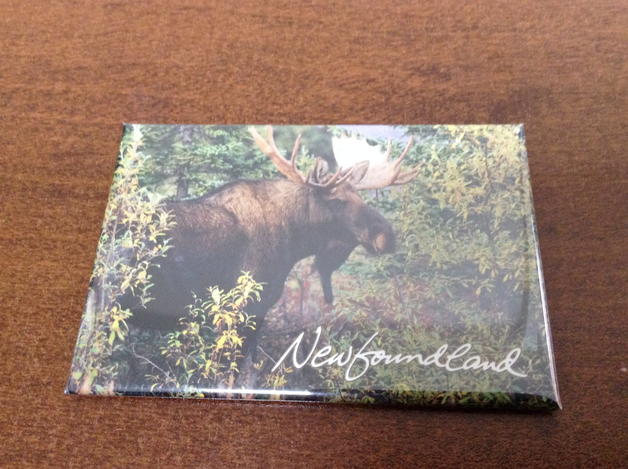 Magnet - Newfoundland Moose